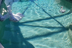 pool-cleaning-gallery-ultimate-pool-care-swfl-8th-june-2020-23-scaled