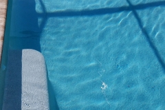 pool-cleaning-gallery-ultimate-pool-care-swfl-8th-june-2020-46-scaled